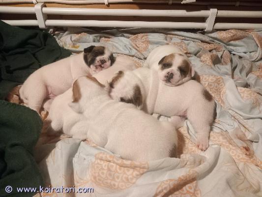 myydään sekarotuinen www.koiratori.com-ilmoitus Myydään hyvään ja rakastavaan kotiin ranskanbulldog/staffordshirenbullterrieri mix pentuja.Pennut syntyneet 4.1.2026, luovutus aikasintaan 22.2.2026.Tästä ainutlaatuisesta yhdistelmästä on vapaana 2 urosta ja 2 naarasta.pentujen vanhemmat ovat luonteltaan kilttejä, sosiaalisia, persoonnalisia, ihmis/lapsirakkaita sekä terveitä. Pennuista siis odotettavissa samankaltaisia, pentujen emo on puhdas Ranksanbulldog ja isä puhdas Staffordshirenbullterrieri.Pennut tullaan luovuttamaan madottetuina, eläinlääkärin tarkastamina ja rekisteröitynä, rokutukset jäävät tulevalle omistajalle.Lisä tietoja puhelimitse/sähköpostitse.Pennut sijaitsee Imatralla.