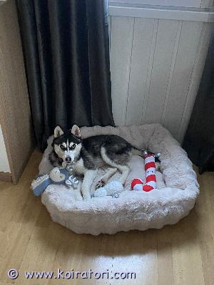 myydään siperianhusky www.koiratori.com-ilmoitus Myydään valloittava nuori  siperianhusky tyttö, synt 27.6.25.  luna etsii pikaisesti omaa perhettä. Hänet myydään kuitenkin vain aktiiviseen kotiin, kotiin jossa ihmisillä on aikaa hänelle.hän on hyvin leikkisä, energinen ja sosiaalinen nuori koira. Tulee toimeen kaikkien ihmiset ,muiden koirien ja kissojen kanssa. Ihanaa olisikin jos perheessä olisi koirakaveri. luna on käynyt pentuna eläinlääkärin tarkastuksessa, sirutuksessa ja rokotuksessa. 