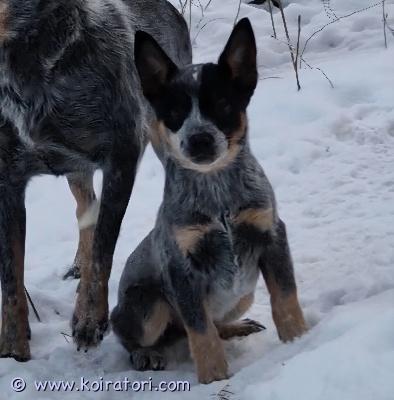 myydään paimenkoirapennut www.koiratori.com-ilmoitus 06.10 syntyneet avoimet, sosiaaliset ja ihmisrakkaat paimenkoira pienokaiset etsivät omia rakastavia loppuelämän kotejaan. Pennut on luovutushetkellä sirutettu ja madotettu useaan kertaan. Pennun vanhemmat on australiankarjakoiria. Tästä mainio aktiivinen työkoira maalle tai reippaaksi lenkkeilykaveriksi. Jos kiinnostuit niin ota yhteyttä niin kerron mieluusti lisää!