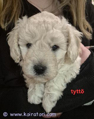 myydään Kääpiövillakoiramix www.koiratori.com-ilmoitus Sosiaaliset ja reippaat cavapoo pennut (1/8cavalier, 7/8kääpiövillakoira) varattavissa. Pennut ovat syntyneet 28.12.25 suomessa. Penueessa 1 poika ja tyttöjä. Luovutus alkaen vk 8. Koko aikuisena noin keskikokoisenvillakoiran koko. Luovutetaan ell tarkastamina, madotettuina ja sirutettuina. Pentujen isä on puhdas kääpiövillakoira(4kg) ja emä 1/4 cavalier 3/4 kääpiövillakoira (7kg). Pennut ovat tottuneet käsittelyyn ja kaikenikäisiin lapsiin. Lisää kuvia ja videoita mahdollista lähettää esim whatsappiin. Tiedustelut ensin sähköpostilla. Kerrothan viestissä millaiseen kotiin pentua etsit.Ei osamaksua. Varausmaksu.Asumme oulun lähellä.Tuonti mahdollista.