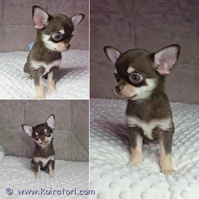 MYYDääN chihuahua www.koiratori.com-ilmoitus Lyhytkarvainen chihuahuan tyttöpentu etsii rakastavaa kotia.ikä 4 kk. Harvinainen väri:suklaa.sosiaalinen,reipas ja ihmisrakas pikkuinen. On tottunut lapsiin ja sopisi hyvin rakastavaan kotiin lemmikiksi, kaveriksi ja kotikoiraksi.pentu luovutetaan asianmukaisesti rokotettuna, madotettuna ja sirutettuna. Mukaan tulee pentupaketti, ohjeita pennun hoidosta, rokotusohjeita ja sopimus pennun kaupasta. pikkuinen sopisi hyvin rakastavaan perheeseen lemmikiksi, kaveriksi ja kotikoiraksi.lisätietoja voi saada sähköpostitse /puhelimitse. ei osamaksulla, kiitos.
