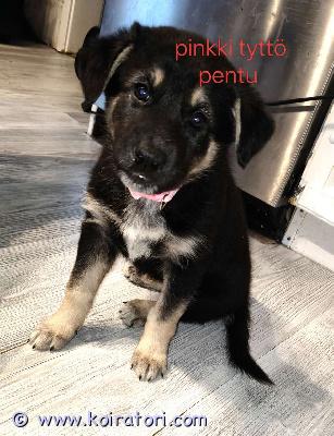 myydään monirotuinen www.koiratori.com-ilmoitus Rakastavia koteja etsii alaskanhuskyn ja valkoisenpaimenkoiran pennut. 3 tyttöä ja 5 poikaa. Syntyneet suomessa12.12.2025. Eläinlääkärin tarkastuksessa ja sirut saaneet 23.1.2026 ja rekisteröity  23.1.2026. Madotetaan 3x ennen luovutusta. Uusiin koteihin luovutetaan 8 viikon iässä 6.2.2026. Rokotukset hoitaa uusi omistaja 12vkon iässä. Pennut kasvavat lapsiperheessä tottuen kodin eri ääniin ja toisiin koiriin. Emä ja isä omia koiria ja nähtävillä meillä kotona. Näistä saa aktiivisen kaverin eri lajiharrastuksiin. Kysymällä saa lisätietoja. Vapaana vielä 3 tyttö pentua.