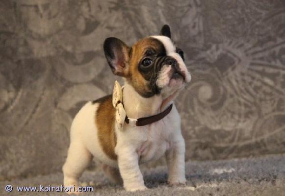 myydään Ranskanbulldoggi  www.koiratori.com-ilmoitus Upea ranskanbulldoggipentu Rollo etsii omaa kotia! Kattavasti terveystarkastetuista, hyväluonteisista ja terveistä vanhemmista. Rollo on väriltään fawn/pied. Rollo on maskuliininen ja hyvin rotutyypillinen pentu. Luonteeltaan Rollo on perus ranskanbulldoggi, reipas ja hauska, todella sosiaalinen sekä ystävällinen ja lapsirakas. Rollo on tottunut myös kissaan. Rollon luovutus on maaliskuun puolivälistä eteenpäin. Lisätietoja saa asiallisesti yhteystietonsa ja itsestään kattavasti kertoneet, potentiaaliset kotiehdokkaat, joilla on Rollolle tarjolla se parahin koti sekä talous kunnossa. Ei sijoitukseen, ei osamaksumahdollisuutta.