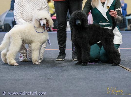 SIJOITUKSEEN isovillakoira www.koiratori.com-ilmoitus Vastuuntuntoista sijoituskotia etsii 4kk musta narttupentu.näyttelyissä voin käyttää itse.sosiaalinen ja rohkea pentu.sisäsiisteys ja perusasiat jo hyvällä mallilla.jos pennun hankinta on ajankohtaista ja sinulla on kaikki edellytykset tarjota hyvä koti ota yhteyttä.whatsapp tai puhelimitse +37255628699