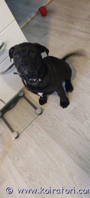 myydään bullymix www.koiratori.com-ilmoitus Myydään lupaava black bandog uros pentu bully/rottweiler3,5kk ikäinenmadotettu, rokotettu, sirutettutyson on kasvamassa ns. Black xl bully/bandog tyyppiseksi. Sillä on poikkeuksellisen vahva luusto (leveät tassut). luonteeltaan energinen.vaatii kokeneen kodin. ei kerrostaloon.ei ensimmäiseksi koiraksi.tästä kasvaa iso ja vahva suojeluviettinen koira. kerrothan millaiseen kotiin tyson olisi tulossa