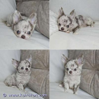 MYYDääN chihuahua www.koiratori.com-ilmoitus Myynnissä p/k poikapentu. Ikä 3 kk. harvinainen väri: lila marmori. Erittäin kaunis ja karismaattinen pentu. Pentu on sirutettu, tarkastettu eläinlääkärillä, todettu täysin terveeksi (eläinlääkärin todistus). Pentu on säännöllisesti madotettu. Avoin, tasapainoinen ja reipas luonne. Vanhemmat ovat terveystutkittuja ja terveitä.pentuun ja molempiin vanhempiin voi tulla tutustumaan paikan päälle. Luovutus on jo käynnissä.mukaan tulee kirjalliset ja yksilöidyt pentuohjeet, sekä kattava pentupakkaus.lisätietoja voi saada sähköpostitse /puhelimitse.