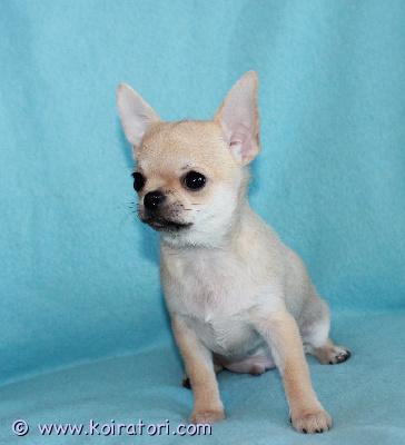 MYYDääN chihuahua www.koiratori.com-ilmoitus Myynnissä on kaunis uros chihuahua-pentu. Pentu on syntynyt 26. Lokakuuta 2025. Pentu on rekisteröity latvian kennelliittoon. Pennulla on kaikki tarvittavat asiakirjat, se on rokotettu ja mikrosirutettu. Molemmilla vanhemmilla on tarvittavat eläinlääkärintodistukset. Jos olet kiinnostunut, ota yhteyttä, niin vastaan ??kaikkiin kysymyksiisi. Pentu on saatavilla lemmikiksi. Toimitus tallinnaan on mahdollinen.