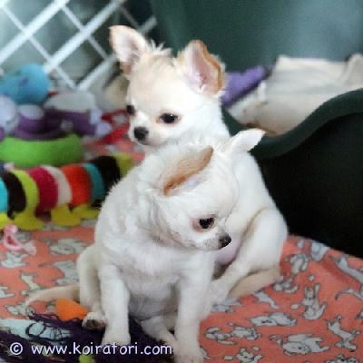 myydään chihuahua www.koiratori.com-ilmoitus Kaksi pitkätukkaista kermanväristä tyttöä. Syntyneet 19. Marraskuuta 2025. . Pennut on monta kerta saanut matolääken, sirutettu, tehdy ensimmäinen penturokotus ja omavat eu passin ja ekl rekisteritodistuksen (export pedigree) kun valmis muutamaan uusin koteihin alkaen 25.02.2026. Pennut kasvaa eläinlääkärin huolen alla ja saa kaiken parhan että elämän alku vois olla erinomainen. Jos olet kiinnostunut pennusta, ole hyvä ja kirjoitta heti vähän myös itsesta - eli mikä olisit suunnitelmat pennun kanssa, minkälaiset on koirakokemukset jm - kiitos. Lisäkuvia ja videoita meidän facebookin kotisivulla.