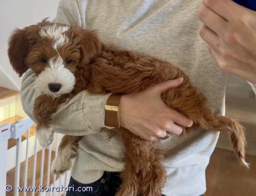 myydään golden-doodle www.koiratori.com-ilmoitus Minikokoinen urospentu etsii uutta kotia. Lähetä sähköpostia, jos olet kiinnostunut. Pentu on rekisteröity. Mukana kaikki paperit ja passi. Hyvin kotikoulutettu. Madotettu ja rokotettu.