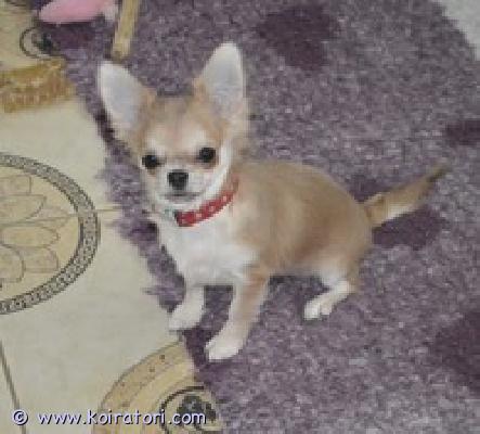 MYYDääN chihuahua www.koiratori.com-ilmoitus Chihuahua, tyttö, pieni , 5 kuukauden iässä paino 1kg500g syntynyt 24.08.2025, pitkäkarvainen, kaunis ja iloinen. Saatavilla rakkaaksi lemmikiksi perheeseen. Sukutaulu, eurooppapassi, mikrosiru, rokotukset ja madotukset.toimitus helsinkiin on mahdollinen .p.358449703263lisätietoja: kitanakitana1234@bk.ru