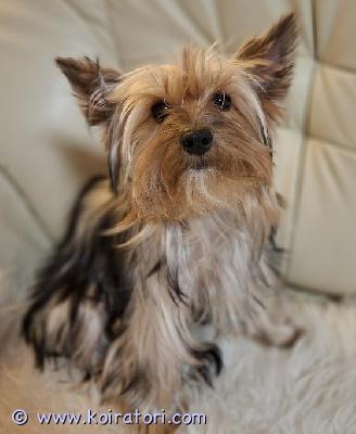 MYYDääN yorkshirenterrieri www.koiratori.com-ilmoitus Hurmaava, 6kk ikäinen yorkkityttö robina etsii  kotia. Luovutus heti. Iloinen ja ihmisläheinen pentu. Robina on madotettu useasti, rokotettu, sirutettu, eläinlääkäritarkastettu x 2 ja rekisteröity. Hän on syntynyt tavallisen lapsiperheen arkeen ja kasvanut tottuen kaikenlaiseen, myös toisiin koiriin ja kissaan. Mikäli etsit iloista ja touhukasta yorkkipentua niin ota yhteyttä numerosi kera, kun kaikinpuolin koiranhankinta on varma päätös ja taloutesi on kunnossa. Ei osamaksumahdollisuutta, ei sijoitukseen.