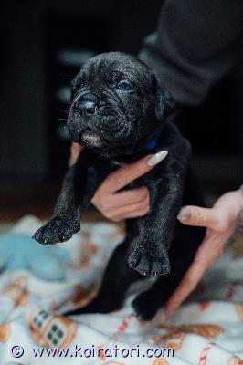 MYYDääN canecorso www.koiratori.com-ilmoitus Vielä muutama pentu varattavissa 30.12 syntyneestä pentueestamme.pennut ovat väriltään mustia ja siniharmaita.luovutushetkellä on pentu rekisteröity eestin kennelliittoon,sirutettu ja eläinlääkärin tarkastama sekä useasti madotettu.rokotettu iänmukaisesti.mukaan kattava pentupaketti ja kasvattajan loppuelämän tuki.osamaksu on mahdollinen.mikäli olet tutustunut rotuun ja sinulla on pennun hankinta ajankohtainen sekä kaikki edellytykset tarjota hyvä koti ota yhteyttä soittamalla tai whatsapp +37255628699.