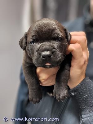 myydään bullymix www.koiratori.com-ilmoitus Myydään pitkän harkinnan tuloksena erittäin lupaava ja massiivinen 14-viikkoinen urospentutämä ei ole tavallinen pentu. Tyson on uniikki solid black -värityksellä varustettu voimakoira-mix joka muistuttaa ulkomuodo juultaan ja rakenteeltaan erehdyttävästi mustaa panssarivaunua tai nyt pentuna mini cane corsoa. Syntymästään asti rakenteeltaan puhdasverinen molossi/bully-tyyppiisä on massiivinen virallisesti rekisteröity american bulldog (bully-tyyppi). Näyttävä, tankkimainen uros tyson on perinyt isänsä äärimmäisen massan ja luuston vahvuuden mutta väritys on upea sysimusta.paino nyt (14 vko): 17 kg.aikuiskokoennuste: 50–60 kg luokkaa.kyseessä on singleton-pentu, jota on hoidettu intohimolla. Se on saanut parhaan mahdollisen isähahmon opit aikuiselta uroskoiralta. Tyson on ikäisekseen poikkeuksellisen oppivainen, itsetuntoinen ja osaa rauhoittua arjessa, mutta moottoria löytyy.tästä kasvaa iso ja vahva suojeluviettinen koira.ei kerrostaloon.ei ensimmäiseksi koiraksi.etsimme power breed -rotuja ymmärtävää, kokenutta kotia, jossa on tilaa ja osaamista.tyson on madotettu, sirutettu ja rokotettu asianmukaisesti. Tässä on harvinainen tilaisuus saada huippupotentiaalin omaava black xl bully -tyyppinen uros, joka kääntää katseet missä tahansa liikkuukin.jos kiinnostuit pennusta tositarkoituksella, soita ja kerro suoraan, millainen koti ja kokemus sinulla olisi tarjota tälle tulevalle jättiläiselle!