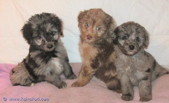 myydään Australianpaimenkoiraa www.koiratori.com-ilmoitus Pennuissa on puolet Australianpaimenkoiraa ja ovat sopivan aktiivisia luonteeltaan, eivät liian vilkkaita.Kooltaan tulevat olemaan kevyempiä kuin aussi.Pennuista tulee riistavietittömiä, miellyttämishaluisia ja tasapainoisia kuten vanhemmat ovat.Vanhemmat ovat myös koirasosiaalisia ja terveitä.Pennut sopivat harrastamiseen ja kotikoiraksi.Ovat luovutusiässä kolmesti madotettuja, sirutettuja ja tarkistettuja.Rokottamisen hoitaa uusi koti.Suomessa syntyneitä Suomalaisista koirista.Kerrothan millainen koti pentua odottaisi. 