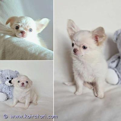 MYYDääN chihuahua www.koiratori.com-ilmoitus Pitkäkarvainen chihuahuan tyttöpentu etsii rakastavaa kotia. 3 kk. Sosiaalinen, reipas ja ihmisrakas pikkuinen. On tottunut lapsiin ja sopisi hyvin rakastavaan kotiin lemmikiksi, kaveriksi ja kotikoiraksi. Molemmat vanhemmat ovat sosiaalisia, terveitä ja hyväluonteisia kotikoiria. Pentu luovutetaan asianmukaisesti rokotettuna, madotettuna ja sirutettuna. Mukaan tulee pentupaketti, ohjeita pennun hoidosta, rokotusohjeita ja sopimus pennun kaupasta. lisätietoja voi saada sähköpostitse.ei osamaksulla,kiitos.