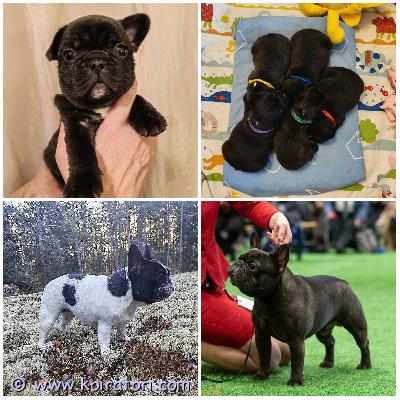 MYYDääN ranskanbulldoggi www.koiratori.com-ilmoitus Varattavissa reippaat ja iloiset ranskispennut. Hyväluonteiset, tasapainoiset, kauniit ja terveystutkitut vanhemmat. Pennut kasvavat perheen arjen keskellä, tottuneet ihmisiin ja toisiin koiriin. Pennut luovutetaan säännöllisesti madotettuina, sirutettuina, ell.tarkastamina ja rekisteröityinä. Mukana tulee kattava pentupaketti, virallinen kauppasopimus ja kasvattajan tuki. Toiveena näyttelyistä kiinnostuneet kodit. Pentue täyttää pevisa ehdot. Pentutiedustelut pienen esittelyn kera s-postitse. Vastaan mielelläni ja kerron pennuista lisää ????linkki skl:n pentulistalle:https://pentulista.kennelliitto.fi/forms/pentue?id=1204049rotuid=302