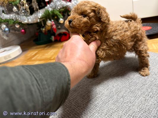 myydään Villakoira kääpiö www.koiratori.com-ilmoitus Myydään 2 kiharakarvainen urospentua. Pennut syntyvät 22.12.2025 suomessa. pennut on mikrosirutettu ja eläinlääkärissä tarkistettu 03.02.2026. Pennut ei rekisteröity kennelliitonEnsimäinen rokotus 12 viikko ikäisenä uuden omistajan vastuulla. . Jos olet kiinnostunut pennusta ole hyvä kirjoita vähän itsestää. luovutusaika 16.02.2026 jalkeen