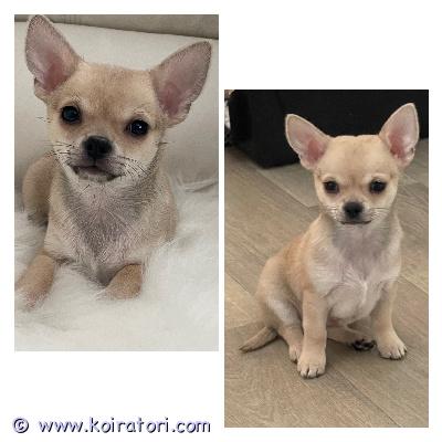 MYYDääN chihuahua www.koiratori.com-ilmoitus Luovutus ikäiset urokset etsivät kotia.pennut on syntynyt 1.12.25.eläinlääkärin tarkistamat, sirutettu ja rokotettu. Madotettu4,6,8, viikon ikäisenä. Pennut on sosiaalisia vilkkaita vipeltäjiä pennut kasvavat perheen keskellä ovat tottuneet toisiin pieniin koiriin.vanhemmat ovat terveystarkastettu ja hyvän luonteen omaavia omia koiria jotka ovat nähtävillä.kerrothan hieman itsestäsi ottaessasi yhteyttä. Ei osamaksu mahdollisuutta 