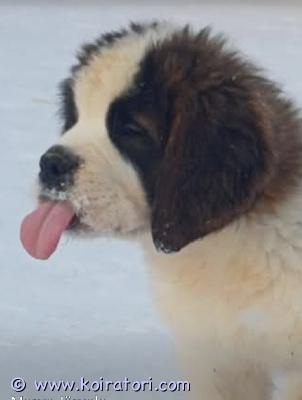 MYYDääN bernhardin www.koiratori.com-ilmoitus 3 bernhardiinikoiran pentua. 2 narttua ja yksi urospentu. Syntyneet 04.11.2025perheessämme kasvaa suloisia bernhardiinikoiranpentuja, joilla on isot tassut, pehmeät sydämet ja kyky jakaa rakkautta loputtomasti. Ne ovat rauhallisia, erittäin ihmisystävällisiä ja jo oikeita nallekarhuja.pennut ovat mikrosirutettuja, rokotettuja iän mukaan, saaneet tarvittavat madot ja niillä on europass- ja fci/ekl-rotutodistukset, ja ne ovat valmiita muuttamaan uusiin koteihin.bernhardiinikoira tunnetaan rescue-koirana ja ihanteellisena perhekoirana - uskollinen ystävä, lastenhoitaja ja sohvakumppani samassa. Nämä pennut sopivat sekä aktiivisille perheille että niille, jotka arvostavat rauhallista yhdessäoloa.pentujen vanhemmilla on erinomainen luonne, sukupuu ja hyvät sukupuut.pennut kasvavat kotiympäristössä, tottuvat arjen ääniin ja ihmisiin ja saavat parhaan mahdollisen alun elämään.etsimme niille huolehtivia ja rakastavia koteja, joissa niitä kohdellaan kuin perheenjäseniä.jatkan uusien perheiden tukemista ja neuvomista. Sisältyy:ostosopimusaloituspaketti