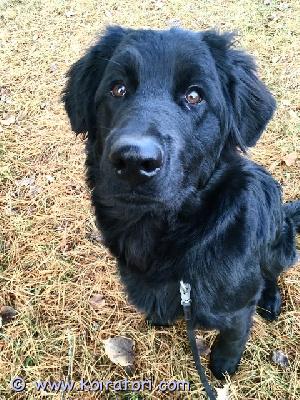 myydään seropi www.koiratori.com-ilmoitus Omaa kotia etsii 8kk ikäinen muru. neiti on oman ihmisen koira joka ei välitä vieraista, viihtyy ulkona ja sohvalla, fiksu, vahtii. Ei nartun kaveriksi eikä kerrostaloon. vanhemmat tavattavissa.lisätiedot säpolla. 