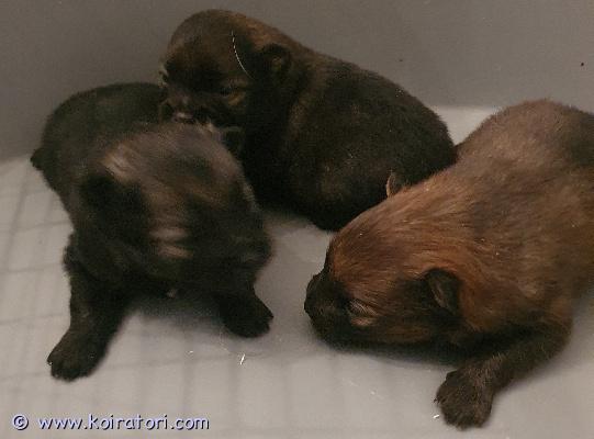 myydään kleinspitz www.koiratori.com-ilmoitus 27.1.2026 syntyneet kleinipojat varattavissa. Luovutus17.3.2026 alkaen. Kerron mielelläni lisää pojista.