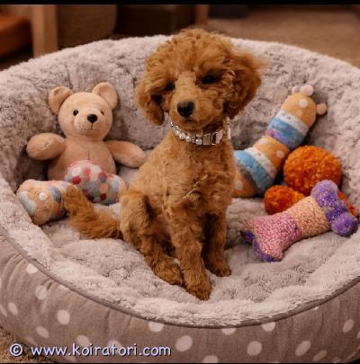 myydään kääpiövillakoira www.koiratori.com-ilmoitus Ihana kääpiövillakoira 11vk urospentu etsii omaa kotia suloinen ja reipas kääpiövillakoira urospentu, syntynyt 16.11.2025.pentueessa on neljä pentua, joista tämä hurmaava poika on vielä vapaana. luonne:pentu on erittäin leikkisä, rohkea ja fiksu. Oppii nopeasti ja osaa jo istua käskystä rakastaa leikkiä ja ihmisten seuraa. terveys ja viralliset asiat:eläinlääkärin terveystarkastus tehty ja sirutettu 14.01.2026madotettu säännöllisestieu-passi ja rokotuskirja löytyvätallergia ystävällinensyntymä maa: suomikoira on luovutus ikäinen turkki:turkki on helppohoitoinen, eikä se juurikaan irrota karvaa.pentu kasvaa kodinomaisessa ympäristössä ja on tottunut käsittelyyn. Sopii mainiosti niin seurakoiraksi kuin aktiiviseenkin kotiin.toivomme, että kerrot yhteydenotossa millaista kotia olet tarjoamassa pennulle.lisätietoja ja kuvia saa kysymällä – vain huolehtiviin koteihin.mirja lindgrenmirja-lindgren@outlook.com