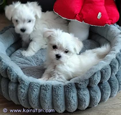 myydään maltese www.koiratori.com-ilmoitus Upea maltankoira, poika!erittäin kaunis ja helläluonteinen.kaikki tarvittava on tehty: rokotukset, siru, eu-passi, eläinlääkärin tarkastus.terve, hyvin hoidettu ja valmis muuttamaan uuteen kotiin.täydellinen pieni perheenjäsen, joka etsii rakastavaa ja huolehtivaa kotia