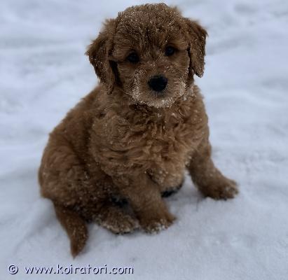 myydään goldendoodle www.koiratori.com-ilmoitus 20.12.2025 saapui maailmaan jotain upeaa ja kaunista.syntyi fiksut, reippaat, avoimet, leikkisät sekä rohkeat medium kokoiset goldendoodle lapset.tästä upeasta pentueesta kasvattaja harkitsee sijoittavansa pennun.kokisitko ehkä juuri sinulla tai perheelläsi olisi mielenkiintoa sekä valmiutta sitoutua  yhteistyöhön ja olisitte rehellisiä sekä joustavia ihmisiä.upealle pennulle on siis mahdollisesti etsinnässä se oma upea perhe jossa olisi paikka punaiselle hurmurille!!vanhemmat ovat terveeksi tutkittuja sekä erittäin hyvä luonteisia.hurmaava emä on tavattavissa pennun synnyin kodissa jonne kumpaakin pääsee sovitusti tapaamaan.mikäli edelleen tuntuu siltä että aika voisi olla nyt sopiva ja ehkä juuri siellä olisi etsimämme koti saa laittaa viestiä ja kertoa tarkemmin.pennusta peritään vakuusmaksu eli ei ole kuitenkaan ilmainen tässä kohtaa. 