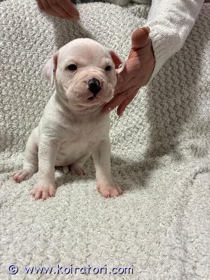 myydään amerikanbulldoggi www.koiratori.com-ilmoitus Vapaana vielä sekä valkoinen että tumma urospentu .huom! tälläistä yhdistelmää ei ole sitten tulossa enää joten mikäli oikeasti kiinnostunut niin toimi nyt!rekisteröinti :nkc (nationalkennelclub) rotu ei ole skl-rotu.. Ja tietenkin ruvi.vanhemmat:- aheads bonnie (16.03.2022) kuvattu,terve,tervepäinen,sijoituskoirani edellisestä pentueestani (2022) ..ncl ja icht clear.oma kasvattini ja jo tämän isovanhemmat olleet minulla.isä 12.5v ja emä kohta 11v myös tavattavissa,samoin esim.veli. Tästä ja sukutaulusta löytyy siis paljon tietoa .. Kysele ..suhteellisen tiukka narttu luonteeltaan,kuitenkin ohjaajapehmeä.-aheads jojo of rondas (31.05.2021) tuontiurokseni puolasta,kuvattu ja dna-testattu suomessa terveeksi (ja n.40sivua muutakin tietoa..),sukutaululinkkiä jne.kysymällä .huom!siis kyseessä tumma ab. Loistavaluonteinen kaveri ,löytyy sekä saalisviettiä mutta myös puolustus/vartiointia ja kuitenkin ystävälliseen,välinptämättömään tyyliinsä.molemmilla vanhemmilla siis sukutaulussa myös classic-linjoja..joten pikkuisen isompaa ja raskaampaa odotettavissa kuin tyypilliset suomi-stanut.!. Emä -40kg ja isä 40+kg.. Pentujen oletettu aikuispaino +-45kgkoko pentue on siis 2n ja 7u. Värijakaumalla 4 ja 5.pennut asuvat emänsä kanssa lapsiperheessä vieroitukseen asti tottuen normaaliääniin ja saaden sosiaalistusta:eli ei perinteisiä kennelpentuja..pennut käyvät pentutarkissa ja sirutuksessa ell. Ja tietenkin madotettu jne. Pennut syötetään osittain nappulalla ja osittain raakaruokinta.vapaana valkoinen ja tumma uros (1600e tai yhteistyökotikoirana 1200e) sekä sopivan kodin ilmestyessä sijoitusurokseni (vakuusmaksu 800e).luovutus aikaisintaan 7viikkoisena.lisätietoja: anne.hakkinen@gmail.com tai etsi facesta ahead americanbulldog .tai wa 0417227883