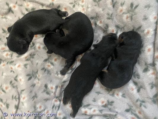 myydään kääpiövillakoira www.koiratori.com-ilmoitus Myydään kääpiövillakoira mix pennut emä kääpiövillis mix isä japanece chin mix sirutettuna madotettuna ja eläinlääkärin tarkastamina yksi musta valkoinen vapaana ja yksi musta ruskea luovutus ikäisiä maaliskuussa .Ei osamaksua ei tuonti pentuja. olethan puhunut jo koiran ottamisesta kotona ennen yhteydenottoa!