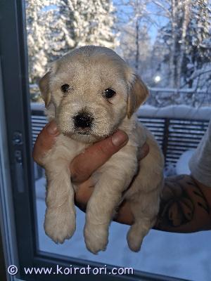 myydään mixpennut www.koiratori.com-ilmoitus 12.1.2026 syntyneet mixpennut etsivät loppuelämän rakastavia ja huolehtivia koteja, olethan varma koiran hankinta päätöksestäsi jotta pentu saisi viettää loppuelämänsä yhdessä kodissa. Luovutus 7.3. Eteenpäin. Kaksi narttua ja kaksi urosta. Pentujen emä on ranskanpuudeli ja snautseri mix, isä cockapoo. Ovat siis myös allergiakoteihin sopivia! pennut on madotettu ja eläinlääkärin tarkastamia. Sirutus ja ensimmäiset rokotteet jäävät kuitenkin uudelle omistajalle, tämä huomioitu hinnassa.pentujen vanhemmat terveitä ja pennut myös.Pentuihin sekä vanhempiin saa tulla tutustumaan meille!