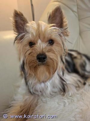 myydään Yorkshirenterrieri  www.koiratori.com-ilmoitus Ihana, 6kk ikäinen yorkkityttö Rose etsii kotia tositarkoituksella! Luovutus heti. Iloinen ja ihmisläheinen pentu. Rose on madotettu useasti, rokotettu, sirutettu, eläinlääkäritarkastettu x 2 ja rekisteröity. Rose on syntynyt lapsiperheen arkeen ja kasvanut tottuen kaikenlaiseen arjen touhuun, myös toisiin koiriin ja kissaan. Mikäli etsit iloista   yorkkipentua niin ota yhteyttä numerosi kera, kun kaikinpuolin koiranhankinta on varma päätös ja taloutesi on kunnossa. Ei osamaksumahdollisuutta, ei sijoitukseen.