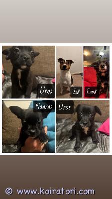 myydään sekarotuinen www.koiratori.com-ilmoitus Rakastavaa kotia etsii ihanat ja energiset sekarotuiset pienet koiranpennut. pennut ovat syntyneet 11.12.2025 ja ovat luovutusikäisiä 5.2.2026 8 viikon ikäisenä.pennut ovat tottuneet toisiin koiriin, kissaan, pieniin lapsiin sekä kodin eri ääniin.vanhemmat omia kotikoiria, jotka nähtävillä.pennut on madotettu kahden viikon välein. Eläinlääkäri tarkastanut ja siruttanut pennut 30.1.2026.rokotukset pennulle 12 viikon ikäisenä huolehtii uusi omistaja.kerrothan viestissäsi hieman itsestäsi sekä millaiseen kotiin pentu olisi tulossa.ei osamaksua.krista liukkonen/ lammi, hämeenlinna