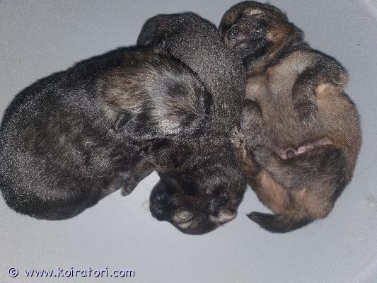 myydään kleinspitz www.koiratori.com-ilmoitus 27.1.2026 syntyneessä pentueessa 2 poikaa vielä vapaana. Luovutus 17.3.2026 alkaen. Pennut rekisteröidään kennelliittoon(molemmat vanhemmat terveeksi tutkittu), sirutetaan ja eläinlääkärin tarkastamina. Myös pentupaketti mukaan. Kerron mielelläni lisää.