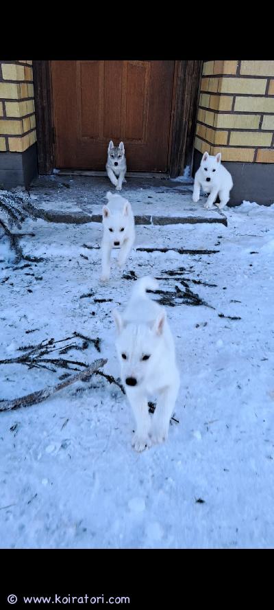 myydään rekikoira www.koiratori.com-ilmoitus 2 tyttöä ja 1 poika vailla omaa kotia, jossa tykätään harrastaa ja liikkua. Näiltä kavereilta ei virta lopu kesken, onhan ne rekikoiria.pennut syntyneet suomessa ja syntymäaika 22.12.25.pennut on madoitettu monesti ja eläinlääkärin tarkistamat ja siruttamat 3.2.26 ensimmäiset rokotukset tulee pentujen ollessa 12viikkoisia. elävät lapsiperheessä ja kissojakin tavannut. pennut ovat luovutusiässä 16.2.26 olessaan 8viikkoisia.