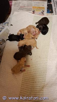 myydään kiharakarvainen www.koiratori.com-ilmoitus Meille on syntynyt 7.2.2026 upea kiharakarvainen kääpiö/keskikokoinen pentue.Pentueessa on 10 pentua ja etsimme heille nyt vastuuntuntoisia ja rakastavia koteja. Rotu on älykäs, iloinen ja helppo kouluttaa. Tästä rodusta ei lähde karvaa perinteiseen tapaan ja siksi sitä pidetään allergia ystävällisenä rotuna. Turkki kumminkin vaatii säännöllistä hoitamista ja trimmausta.syntyneet: 7.2.2026molemmat vanhemmat ovat terveitä kotikoiria. Emä nähtävissä. madotettu: useasti, suositusten mukaan.eläinlääkärin tarkastama: tulossa 24.3.2026, todistus luovutetaan mukaan.eläinlääkärin siruttama: tulossa 24.3.2026ostaja velvollisuus on huolehtia pennun rokotuksesta 12 viikon ikäisenä. pennut luovutetaan vähintään 8 viikon ikäisenä, 4.4.2026 alkaen. hinta: 1800 € (200 € varausmaksu, joka hyvitetään loppusummasta)ei osamaksu mahdollisuutta. yhteydenotot ja varaustilanteen tiedusteluttassuposti@outlook.com