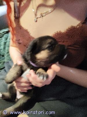 myydään saksanpaimenkoira www.koiratori.com-ilmoitus 20.1.26 meille syntyi 10 kpl nättejä ja vilkkaita saku lapsia. 5 urosta ja 5 narttua. Nyt varattavissa. Pennut luovutetaan täytettyään 8 viikkoa. Pennut eläinlääkäri tarkastaa ja siruttama. Ne myös rekisteröidään koira rekisteriin. Varaus maksu otetaan. Mikäli olet kiinnostunut niin soita. Viesteihin en vastaile. 