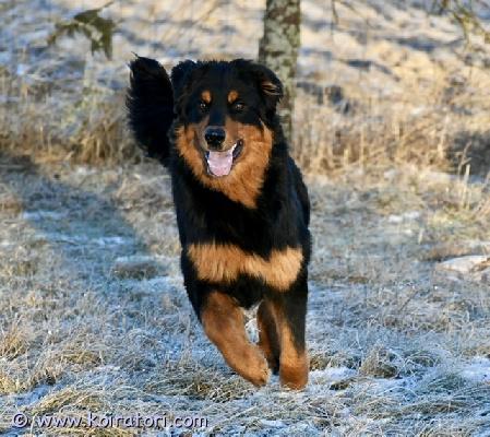 myydään sekarotuinen www.koiratori.com-ilmoitus 8kk ikäinen vahinpentunen Voima on edelleen etsimässä omaa oikeaa kotiaan. olisko se sulla? omakotitalo pihalla, kokemusta koirista, rahaa ruokkia kunnolla, ei kissoja eikä uroksia. voima on hurmaava, fiksu ja kainaloinen omalle ihmiselle, ei välitä vieraista ja vahtii, viihtyy ulkona, paljon virtaa. Ei millään muotoa ongelmakoira mutta ei sovi kaikille. Vanhemmat nähtävissä, lisää säpolla. 