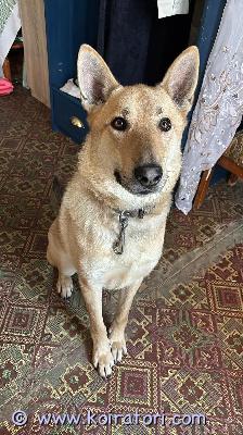 myydään sekarotu www.koiratori.com-ilmoitus Koirasta riippumattomista syistä uutta rakastavaa kotia etsii monirotuinen wulf , 2 v 62 sm /27 kh  uros. Wulf  on leikattu, sirutettu, rokotettu ( paperit ovat kunnossa) wulf  on maailman ihanin koira, perheelleen omistautunut lojaali ystävä. Tulee loistavasti toimeen koiran kanssa. On elänyt narttujen kaverina, mutta lupsakat uroksetkin on ok. Kaipaisi kovasti itsensä kokoista, hurjista paineista tykkäävää koirakaveria.wulf  on tavattoman lempeä ja rakastaa kaikkia. Wulf on energinen ja tarvitsee aktiviteetteja. Sopii siten aktiiviseen kotiin, jossa on kiinnostusta harrastaa tai touhuta koiran kanssa. Peruskoulutuksessa on parantamista, mutta on helppo koulutettava. Rakastaa viettää aikaa oman perheen ja ihmisen kanssa..uudella perheellä/omistajalla tulee olla koirakokemusta. Wulf  on hyvin helppo koira, mutta tarvitsee määrätietoisen ja lempeän omistajan. sisäsiisti ja asuu asunnossa. kertauksena toiveet uudelle kodille:- omakotitalo tai aktiivinen talo( asunto) - koirakokemusta ja koiranpidon periaatteet kohdillaan- kiinnostusta harrastaa koiran kanssa/aktiivinen koti- koirakaveri/kavereita+ huom: kissasta ei ole kokemusta!!!jos kiinnostuit niin toimi näin: kirjoita viesti alla olevaan sähköpostiin. Esittele viestissä itsesi/perheesi ja kerro, minkälaisen kodin voisit koiralle tarjota. Kerro viestissä myös koirakokemuksestasi ja yleisesti ajatuksista koiran kanssa elämisestä. Viestissä voit esittää tietysti koirasta ja sen taustoista lisäkysymyksiä, joihin vastaan mielelläni.syntymämaa latvia . Toimitus noin 26-28.2 helsinki. toimitus lain mukana ja paperillinen(ruvi vaatimuksia) wa 0403:200:116