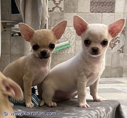 myydään chihuahua www.koiratori.com-ilmoitus Vapaana vielä kaksi reipasta urospentua. Kaikki tarvilliset toiminnat tehty. Paperit kunnossa.passi, siru, rokotukset, madotukset tehty.hyvät ja reipaat luonneet.kasvanut omakotitalossa vapaanatoisien koirien ja yden kissan kanssa.