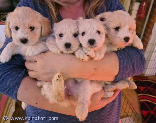 myydään havapoo www.koiratori.com-ilmoitus 4 kaunista havapoo-pentua etsii uutta kotia!! 3 poikaa ja yksi tyttö.havapoo on bichon havanesen ja kääpiövillakoiran sekarotuinen.havapoo on erittäin sosiaalinen ja rakastava. Ne ovat älykkäitä, oppimishaluisia ja leikkisiä ja viihtyvät hyvin perheiden, lasten ja vanhusten kanssa.havapoo tarvitsee kohtalaista aktiivisuutta, kuten päivittäisiä kävelylenkkejä ja leikkiaikaa. Ne rakastavat henkistä stimulaatiota temppujen, etsinnän ja aivojumppaharjoitusten muodossa.rotu karvaa vähän ja on hypoallergeeninen.äiti: bichon havaneseisä: kääpiövillakoirapennut syntyivät 01.01.2026 ja ovat siksi valmiita luovutukseen aikaisintaan 26.02.2026.alla olevaan hintaan sisältyy seuraavat:- kauppakirja- eläinlääkärintodistus / terveyskirja- rokote- siru- matohoidot luovutukseen asti- pentupakettioletko vastuullinen, rakastava, eläinrakas ja haluat rikastuttaa elämääsi toivottamalla tervetulleeksi uuden jäsenen perheeseesi?