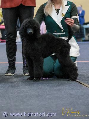 MYYDääN isovillakoira www.koiratori.com-ilmoitus Etsimme vastuullistta ja yhteistyökykyistä kotia 21.9 syntyneelle kasvatillemme.tyttö on sisäsiisti ja perusasiat opetettu,erittäin sosiaalinen ja iloinen pentu.näyttelyissä käynyt jo hyvällä menestyksellä ja mikäli uudella perheellä innostusta viedä tyttöä näytille olisi se iso plussa tai käyttäisin mielelläni itse.trimmaus ja pesu sekä muu käsittely onnistuu todella hyvin.pentu tottunut muihin koiriin ja kissoihin ja tulee kaikkien kanssa toimeen.sijoitusperhettä etsitty toki ensisijaisesti mutta oikean perheen löytyessä muutkin vaihtoehdot toki mahdollisia.mukaan kattava pentupaketti ja kasvattajan tuki.soita tai laita viestiä whatsapp +37255628699 ja kerro millainen koti sinulla olisi tarjota tälle kullanmurullle.