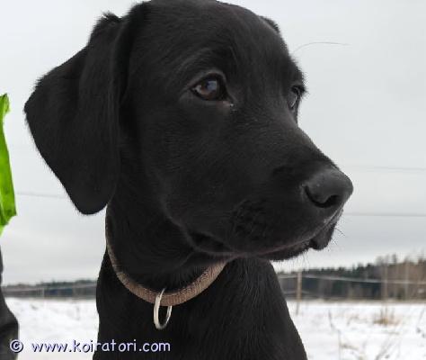myydään noutaja www.koiratori.com-ilmoitus 4-kuukauden ikäinen labbis poika etsii kotia.ei kennelliiton rekkareissa.juuri käynyt eläinlääkärissä rokotettu ja tarkastettu,terve komea pentu.luonteeltaan hieman pidättyväinen ja vieraita kohtaan ujo ensin.rauhalliseen ymmärtävään kotiin mielellään maalle tai omakotitaloon.