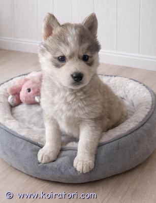 myydään siperianhuskypentue www.koiratori.com-ilmoitus 23.12.25 syntyneet siperianhusky pennut, 2 tyttöä, 3 poikaa etsivät loppuelämänsä kotejaan. Pennut on useaan kertaan madotettuja, eläinlääkärin siruttamia ja tarkastamia sekä terveiksi todettuja.molemmat pentujen vanhemmat ovat myös nähtävillä.pentuliinit asustavat mäntyharjun kuortin kylässä.ei osamaksumahdollisuutta. Lisäkuvia pyydettäessä