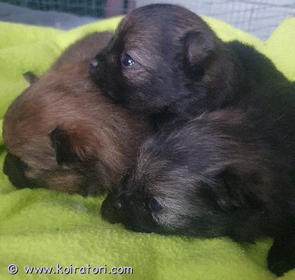 myydään kleinspitz www.koiratori.com-ilmoitus 27.1.2026 syntyneessä pentueessa 2 urosta vielä vapaana. Pentujen luovutus 17.3.2026 alkaen. Pennut luovutetaan sirutettuina, eläinlääkärin tarkastamina ja rekisteröitynä kennelliittoon. Pentupaketti myös mukaan. Kerron mielelläni lisää pojista.