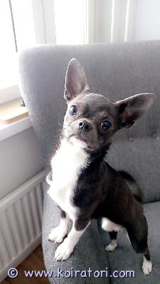 astutukseen chihuahua www.koiratori.com-ilmoitus Tarjotaan Koda poika astutukseen.TervePuhdas rakenneHyvä luonneVäri:sininenVain terveille nartuille.