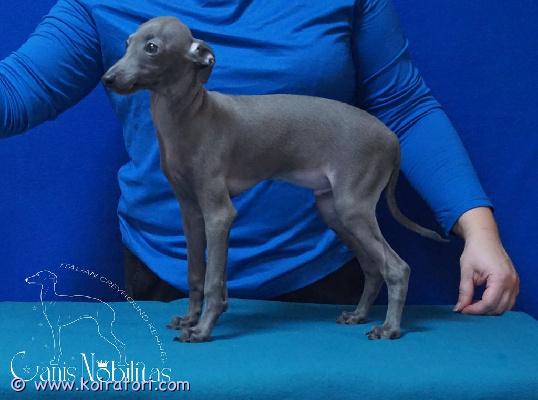 myydään greyhound www.koiratori.com-ilmoitus We offer a greyhound puppy, a 5-month-old boy. Teeth are normal, balls are normal. Dad: glinnalis tirri forcanisnobilitas (jww 2024  bos, eu jw 2024  bos, c.i.b.). Mother: canis nobilitas candy (c,i,b,), inquiries welcome. Whatsapp +37122114237, e-mail elenasuhareva@inbox.lv 