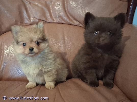 myydään sekarotuinen www.koiratori.com-ilmoitus Kaksi pientä luovutusikäistä pentua, poika ja tyttö, pomeranian ja chihuahuan sekoitus. Ruskea on poika ja vaaleampi pentu on tyttö.Pennut ovat opetelleet käyttämään alustaa ja ovat kasvaneet ihmisten ympärillä joten ovat tottuneet myös lapsiin, ja kodin ääniin. Pennut on madotettu kahden viikon välein.Syntymäaika: 21.12.2025, syntyneet Suomessa.tulleet luovutusikäiseksi (8 viikkoa): 15.02.2026Eläinlääkäri tarkastanut ja siruttanut molemmat pennut 12.02.2026 ja tästä saavat paperit mukaansa uuteen kotiin. Penturokotukset ovat uuden omistajan vastuulla.Tiedustelut sähköpostitse: pomchipennut@hotmail.comKerrohan millaiseen kotiin pennut tulisivat. Ei osamaksu mahdollisuutta.