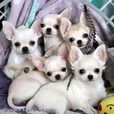 MYYDääN chihuahua www.koiratori.com-ilmoitus Chihuahuan pennut syntyivät magic show kennelissä 19. Marraskuuta – yksi pitkäkarvainen kermanvärinen tyttö on myynnissä.vanhemmat on terveystarkastettu ja hyväluonteiset näyttelykoirat.pennut on monta kerta saanut matolääken, sirutettu, tehdy 2 rokotusta (myös raivotauti) ja omavat eu passin ja ekl rekisteritodistuksen (export pedigree).jos olet kiinnostunut pennusta, ole hyvä ja kirjoitta heti vähän myös itsesta - eli mikä olisit suunnitelmat pennun kanssa, minkälaiset on koirakokemukset jm - kiitos. Lisäkuvia ja videoita meidän facebookin  kotisivulla.