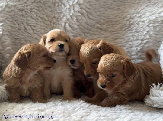 myydään maltipoo www.koiratori.com-ilmoitus Maltipoo / pomapoo -pennut – 4 vapaanailoisin mielin ilmoitamme kauniista maltipoo / pomapoo -pentueesta.pennut ovat syntyneet 04.01.2026 ja ovat luovutusvalmiita 01.03.2026 alkaen, 8 viikon iässä.4 pentua on vapaana.emä on pomapoo, jolla on ihana luonne. Hän on hellä, leikkisä, luottavainen ja erittäin huolehtivainen emä.isä on maltipoo. Hän on lempeä, rauhallinen eikä hauku turhaan.molemmat vanhemmat on terveystarkastettu (silmät ja polvet) ilman huomautuksia, ja ne painavat noin 6 kg.pennut kasvavat perheympäristössä ja tottuvat arjen ääniin ja tilanteisiin. Ne sosiaalistetaan hyvin ja ovat tottuneet muihin koiriin, kissoihin ja lapsiin. Pennut viihtyvät myös ulkona tutkimassa ympäristöä. Arvioitu aikuispaino on noin 4–6 kg.nämä koirat ovat älykkäitä, oppivaisia ja sopivat hyvin esimerkiksi agilityyn. Ne viihtyvät parhaiten aktiivisessa kodissa, jossa on säännöllisiä ulkoiluja, virikkeitä ja paljon läheisyyttä. Rotuyhdistelmää pidetään vähäallergisena ja vähän karvaa pudottavana.panostamme paljon siihen, että pennut saavat hyvän alun elämälleen. Ne totutetaan mahdollisuuksien mukaan ulkoilemaan heti unen ja ruokailun jälkeen, jotta sisäsiisteyden opettelu alkaa varhain.pentu saa mukaansa:ensimmäinen rokotus ja mikrosiruterveyskirjamadotuspentuvaljaat ja talutinpeitto, jossa emän tuoksupenturuokaalelunetsimme vastuullisia ja vakavasti kiinnostuneita koteja.kerrothan hieman itsestäsi ja millaisen kodin voisit tarjota pennulle. Keskustelemme mielellämme tulevien omistajien kanssa.